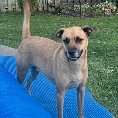 Bailey (was Gregor), an adoptable Mixed Breed in King City, ON, L7B 1K5 | Photo Image 4