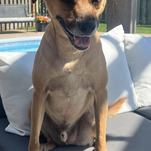 Bailey (was Gregor), an adoptable Mixed Breed in King City, ON, L7B 1K5 | Photo Image 5