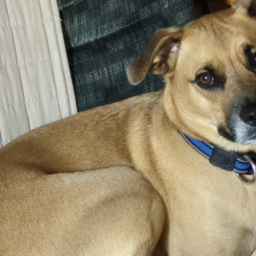 Bailey (was Gregor)