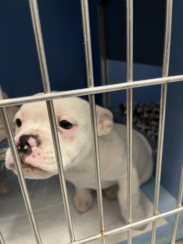 Joe Jonas thumbnail 2