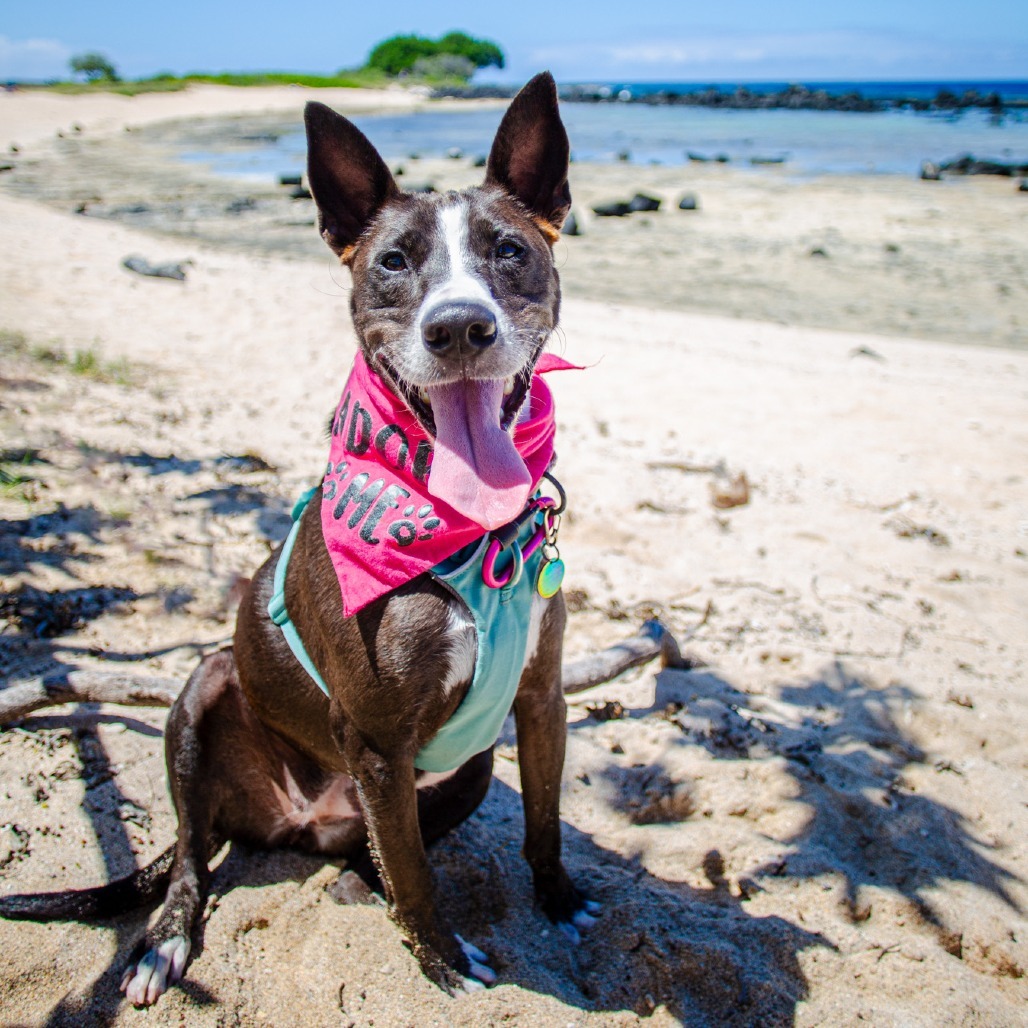 Ember, an adoptable Mixed Breed in Kailua Kona, HI, 96740 | Photo Image 1