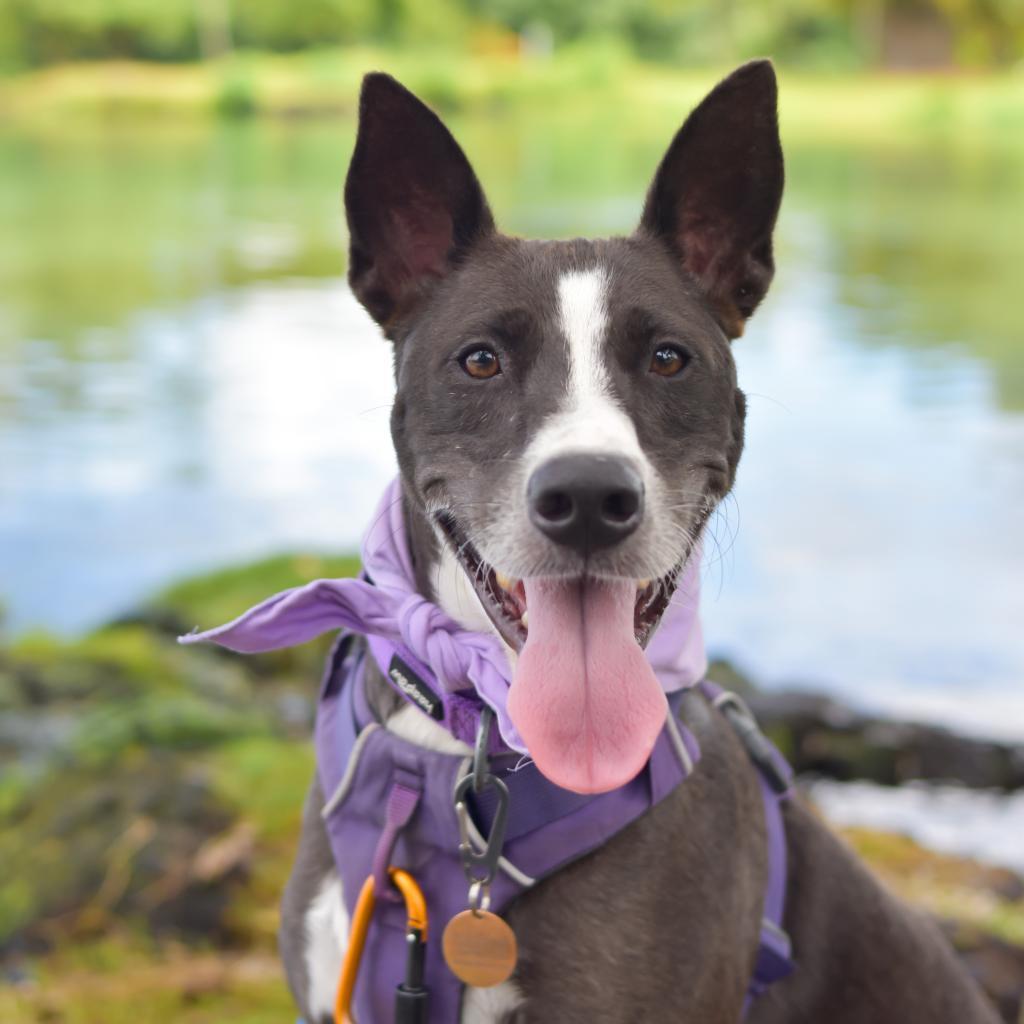 Ember, an adoptable Mixed Breed in Kailua Kona, HI, 96740 | Photo Image 5
