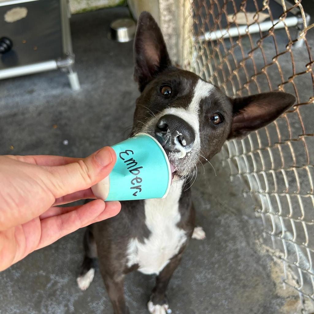 Ember, an adoptable Mixed Breed in Kailua Kona, HI, 96740 | Photo Image 6