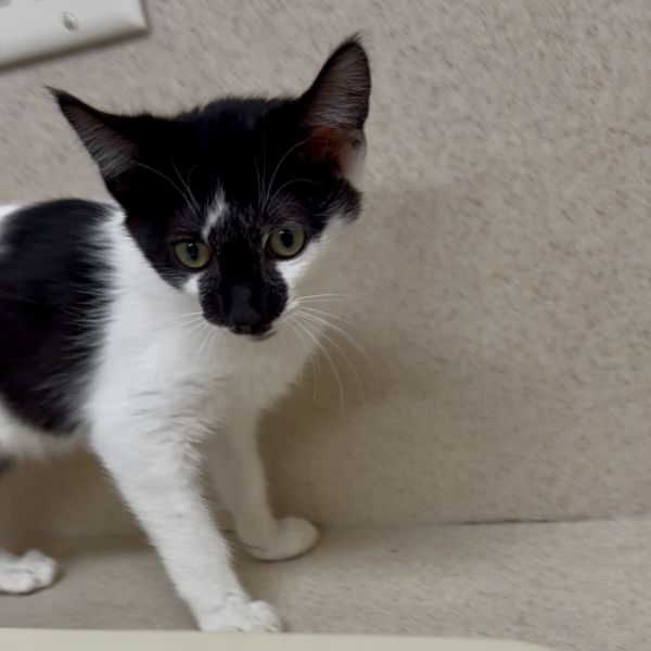 Ferdinand thumbnail 2