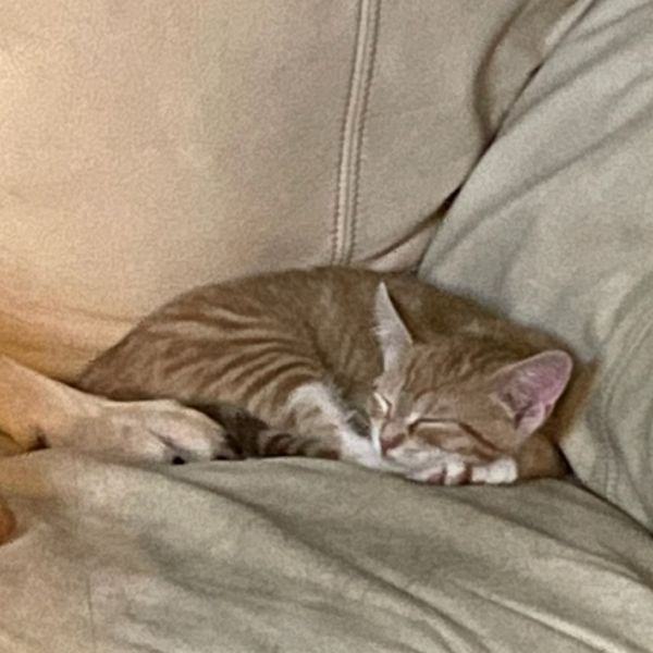 Apollo