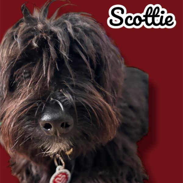 Scottie