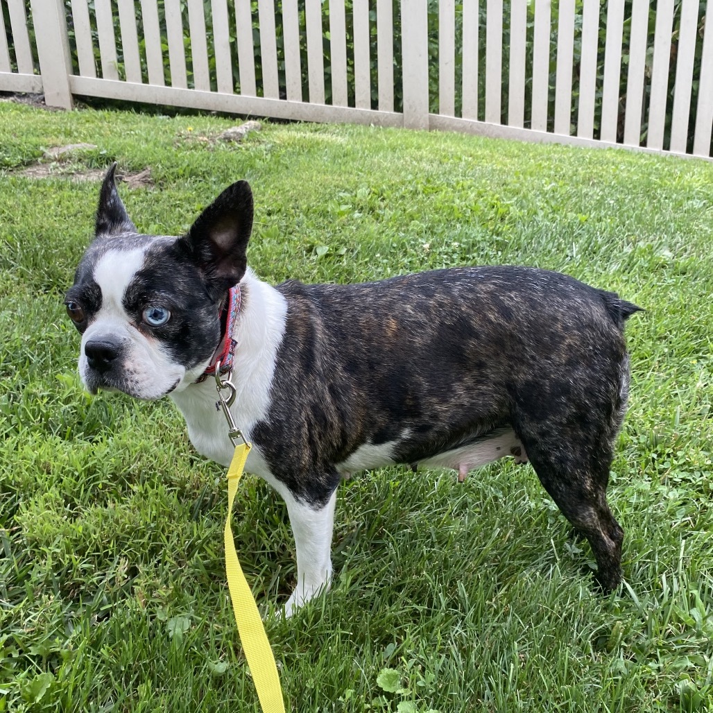 Gia