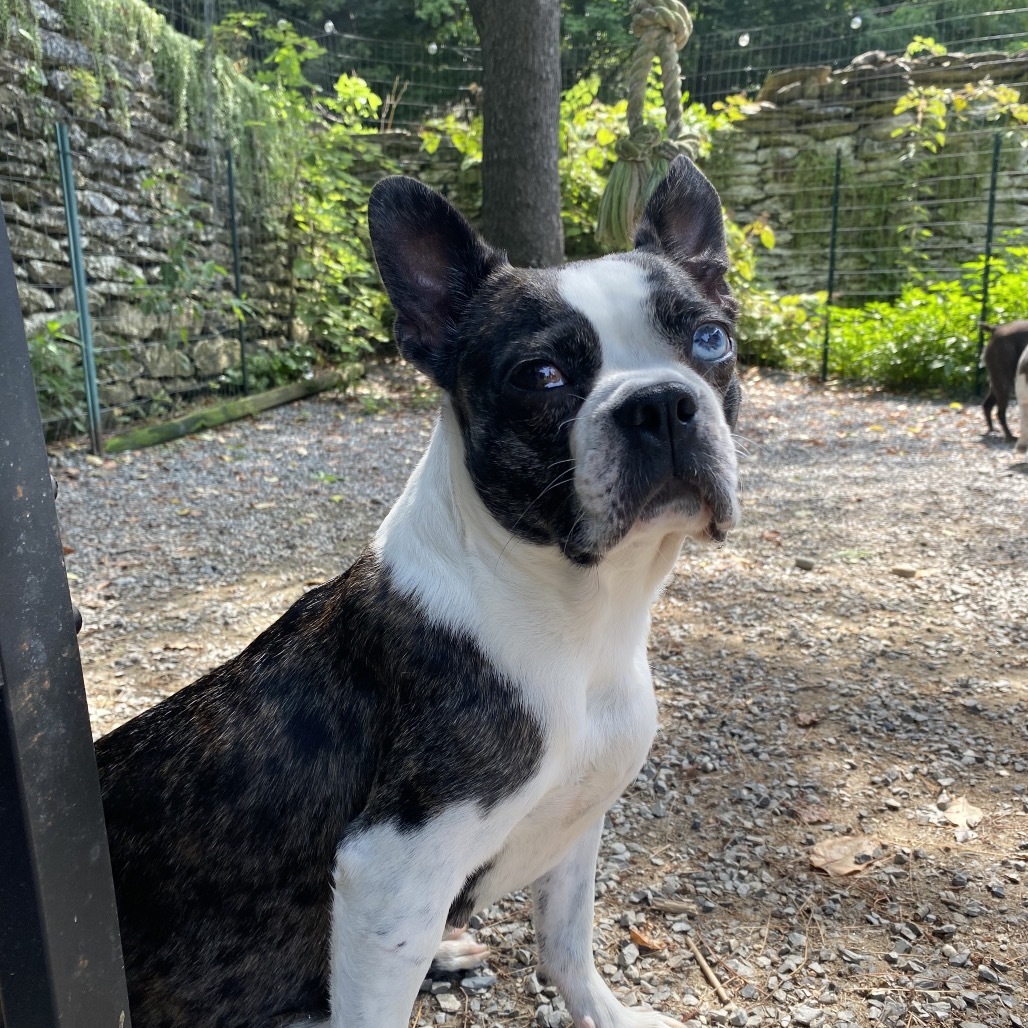 Gia