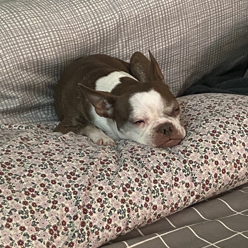 Codi