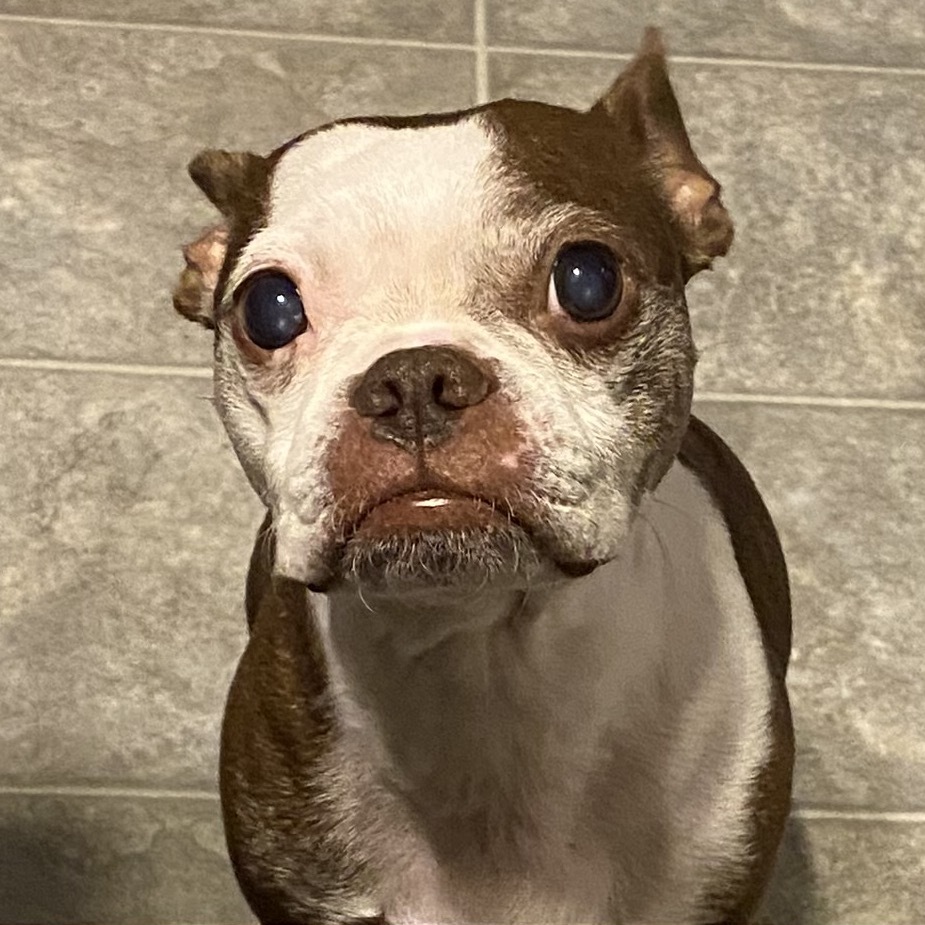Codi