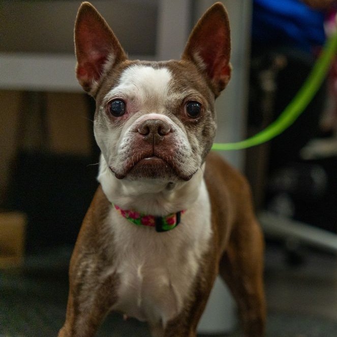 Codi