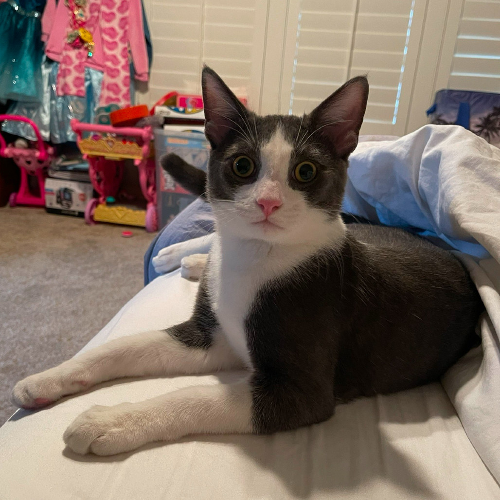 Boots (Radley)