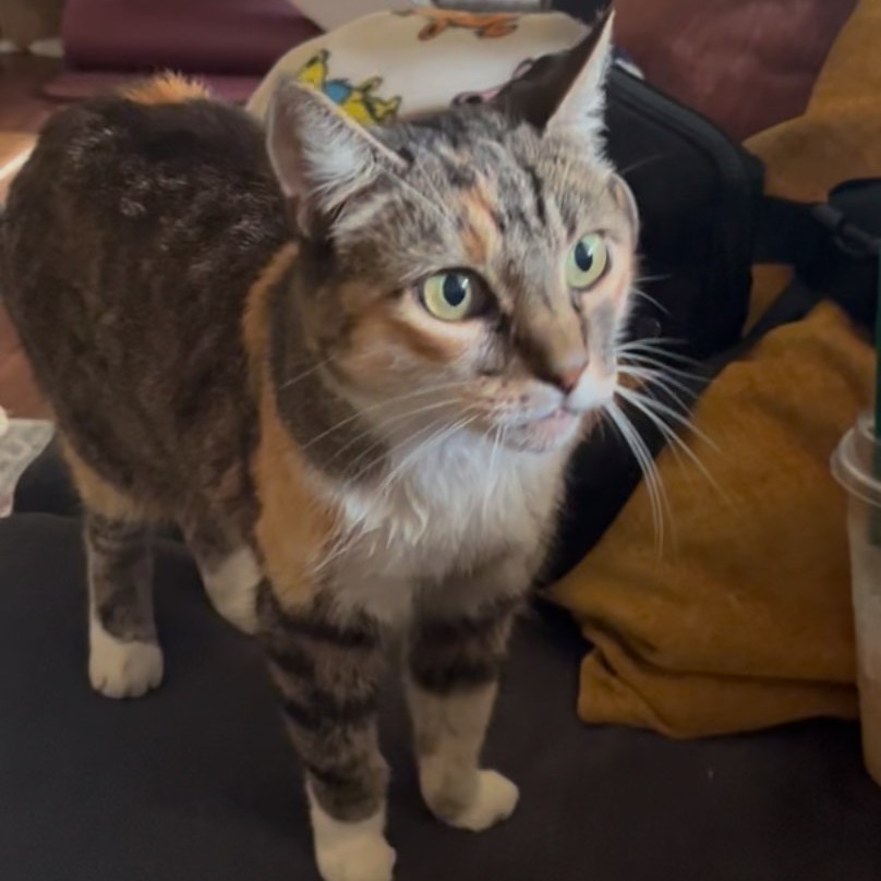 Soara