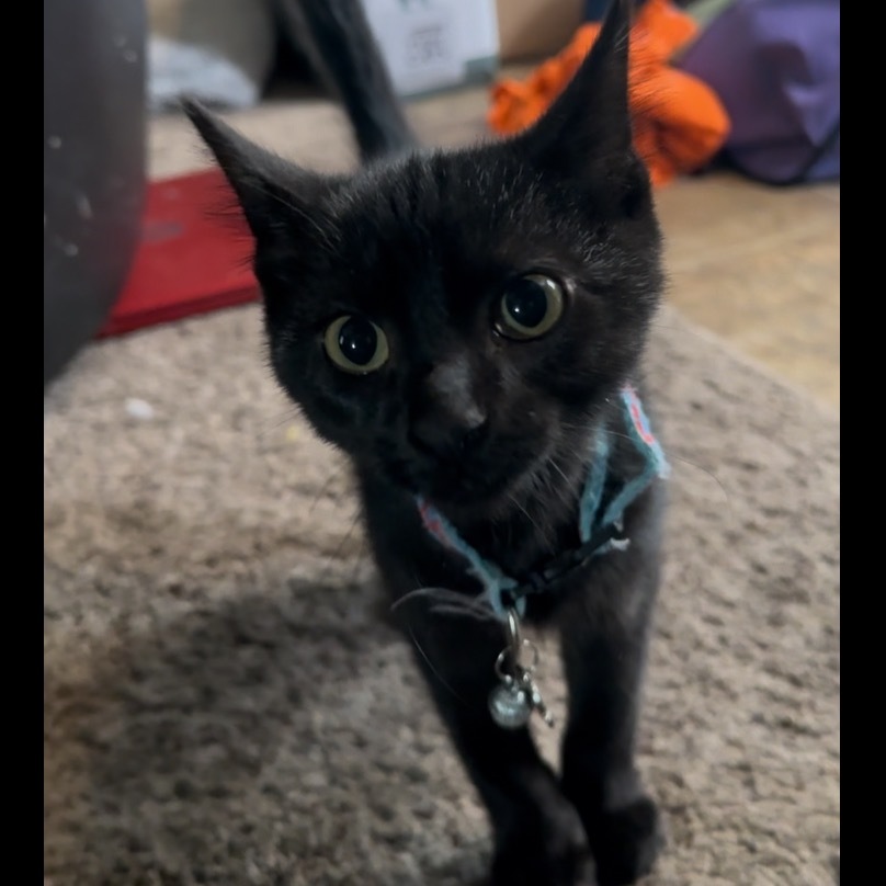 Jasper
