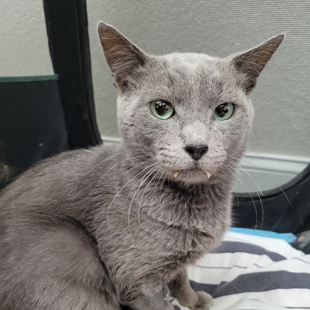 Leo
