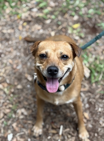 Joanna, an adoptable Chihuahua, Mixed Breed in Honolulu, HI, 96826 | Photo Image 1