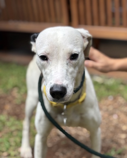 Janet Jackson, an adoptable Mixed Breed in Honolulu, HI, 96826 | Photo Image 1