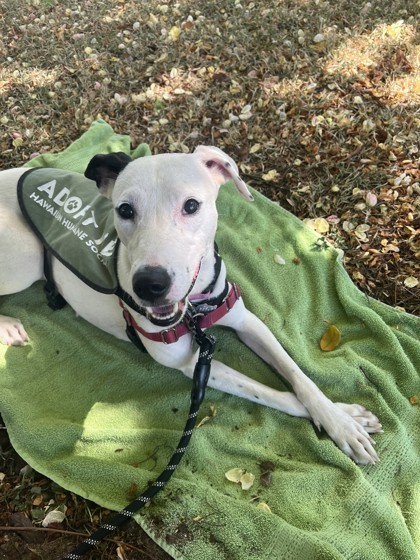 Janet Jackson, an adoptable Mixed Breed in Honolulu, HI, 96826 | Photo Image 1