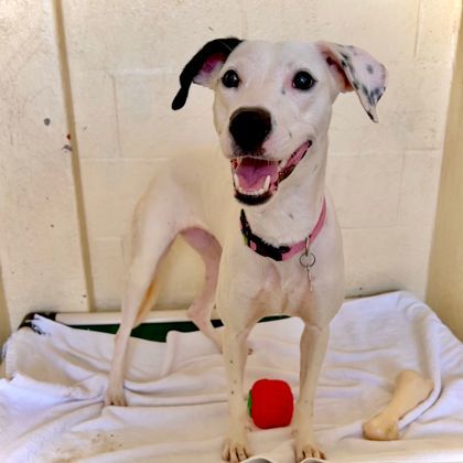 Janet Jackson, an adoptable Mixed Breed in Honolulu, HI, 96826 | Photo Image 2