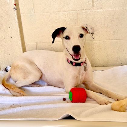 Janet Jackson, an adoptable Mixed Breed in Honolulu, HI, 96826 | Photo Image 3