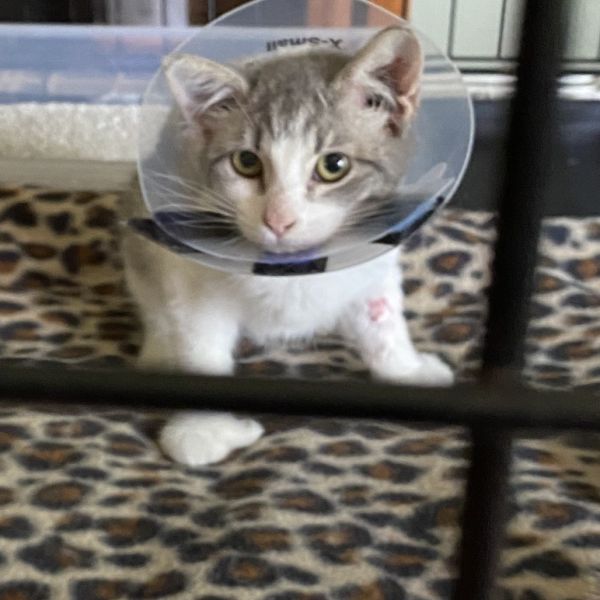 Found -houdini