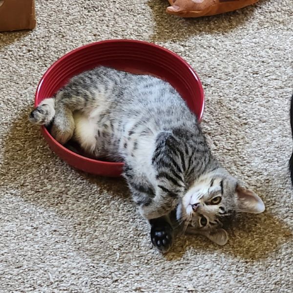 Edison