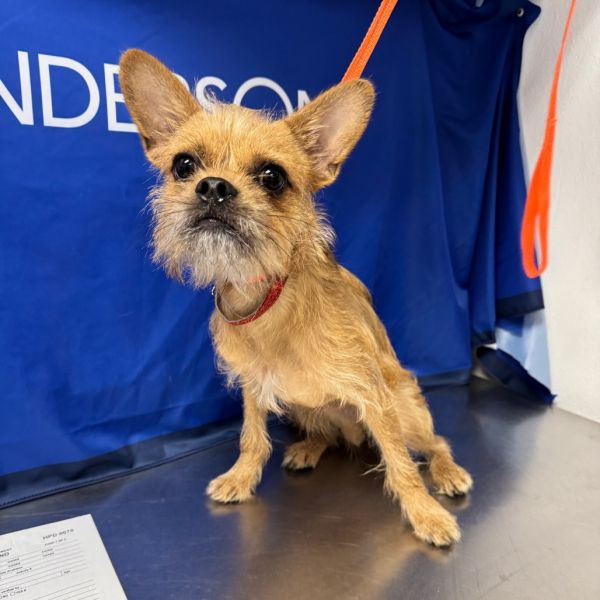 HACC-Stray-30458
