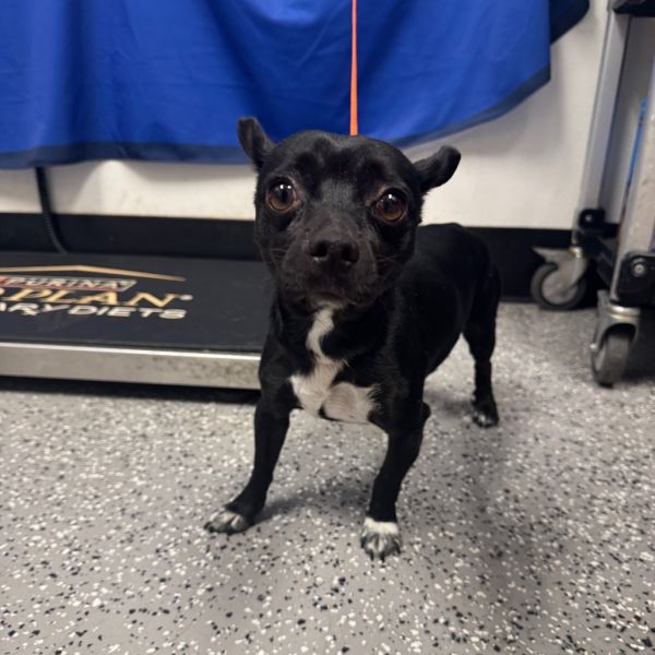 HACC-Stray-30497