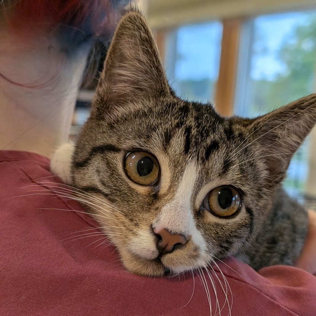 Zoe, an adoptable Domestic Short Hair in Thomaston, ME, 04861 | Photo Image 1