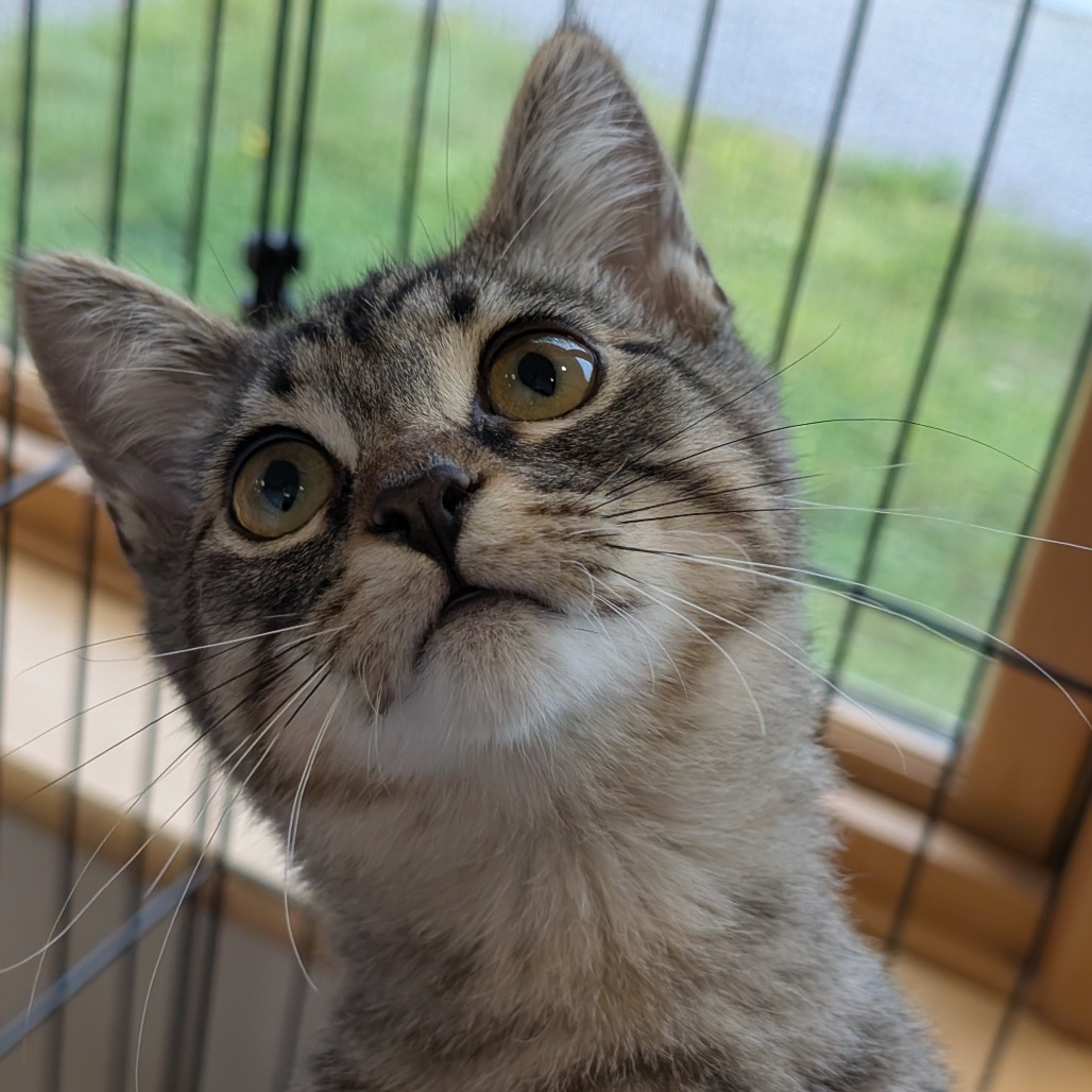 Sweet Pea