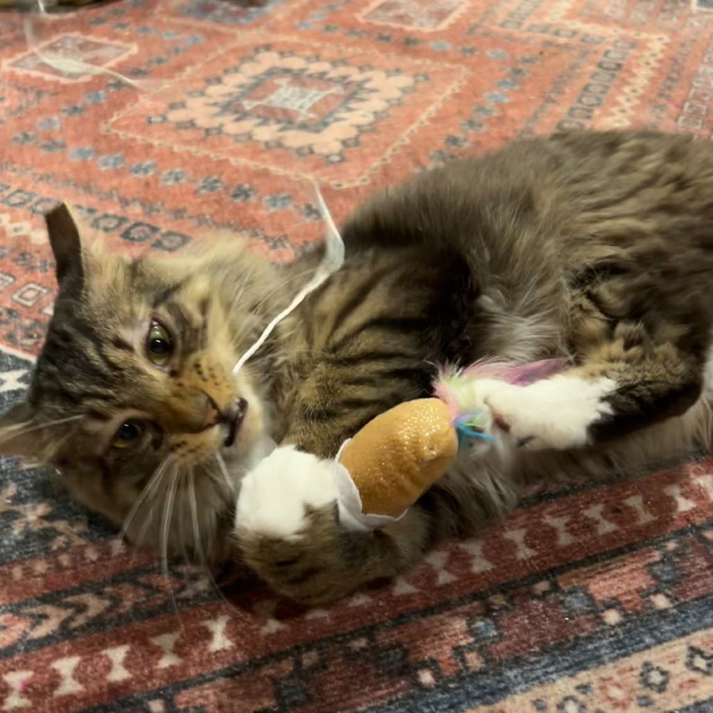 Milo