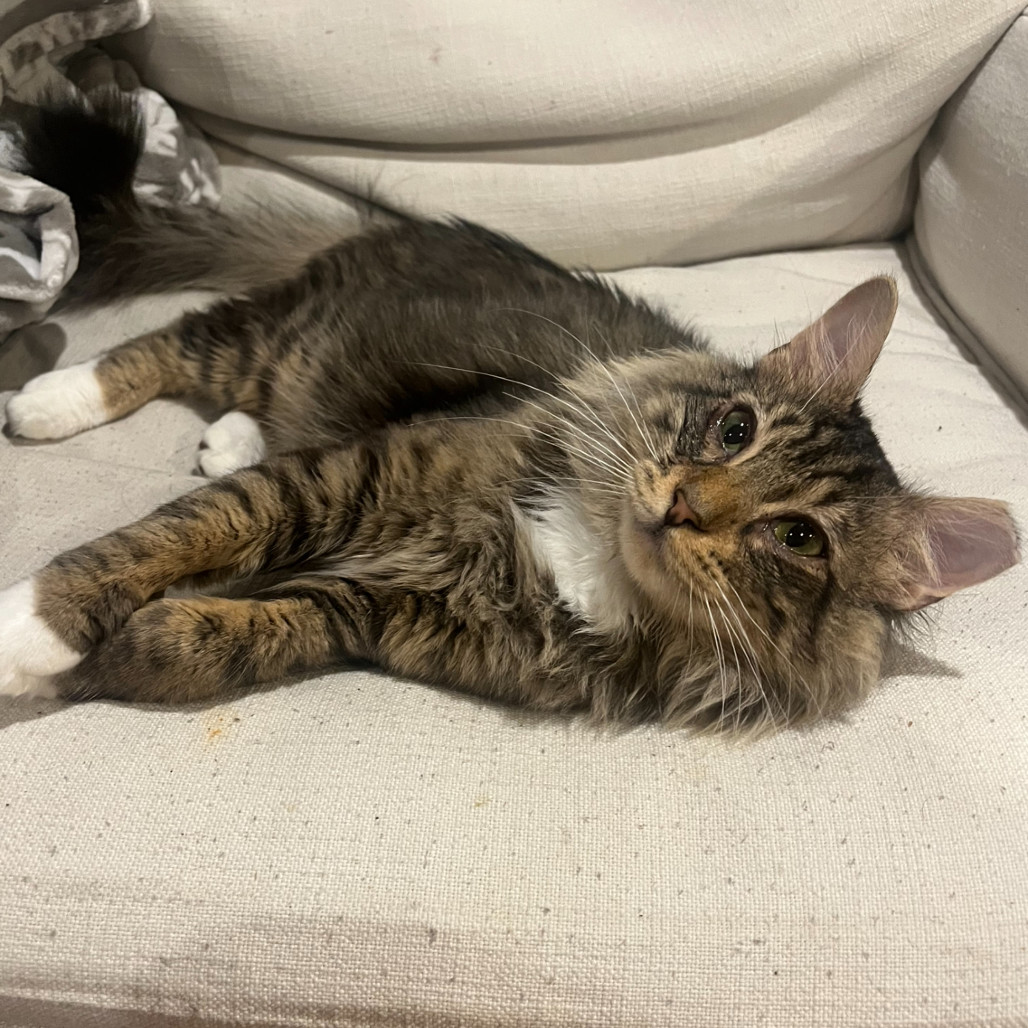Milo