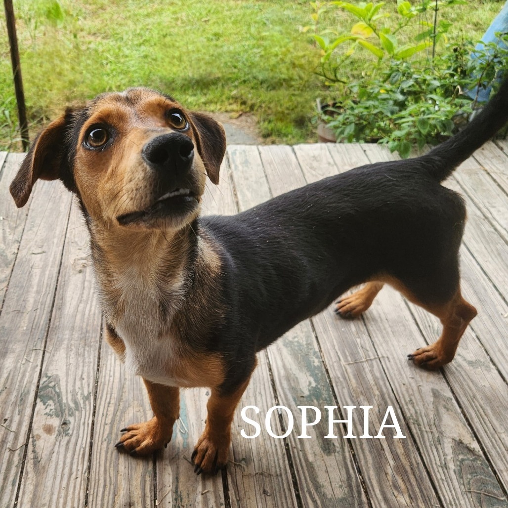 Sophia