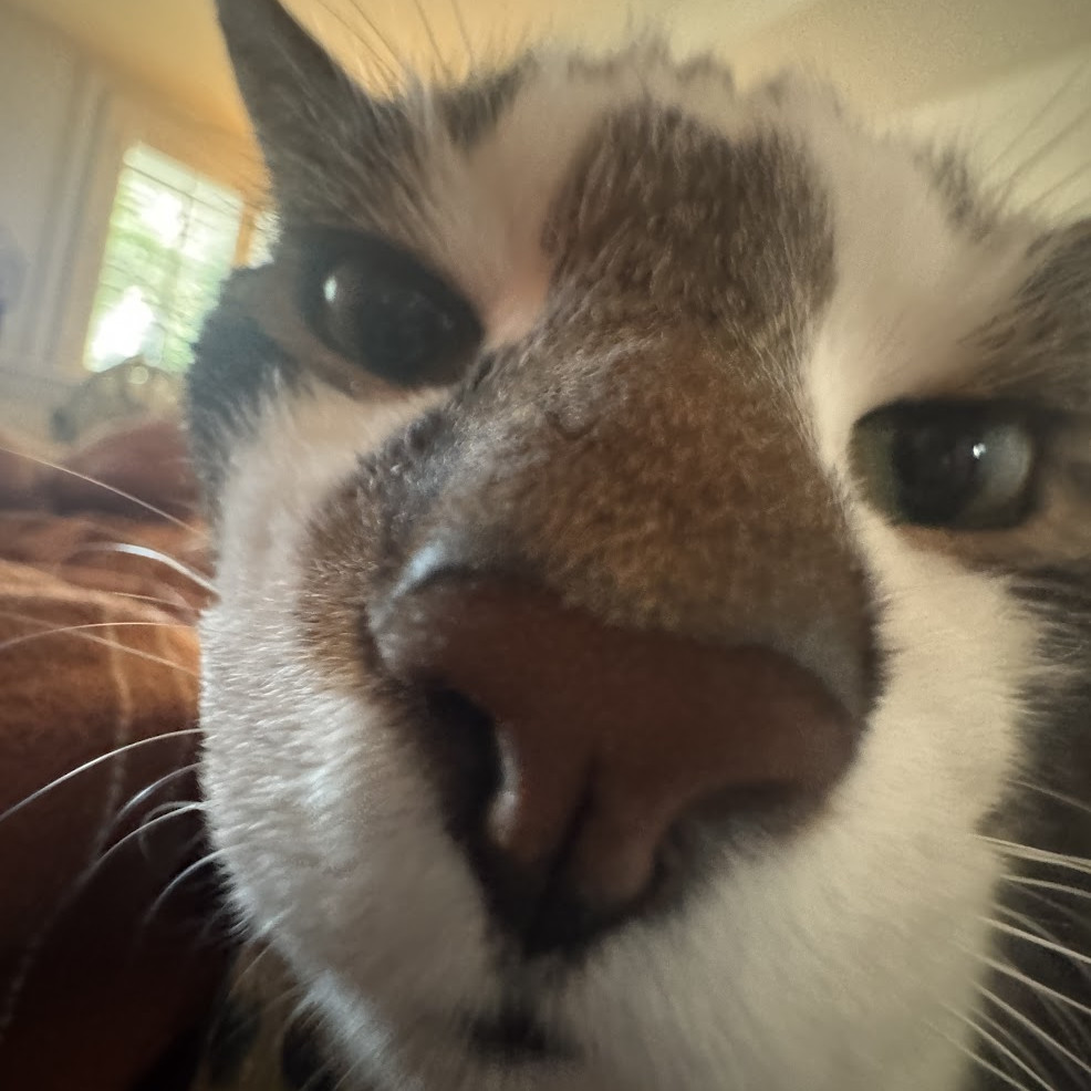 Cheshie