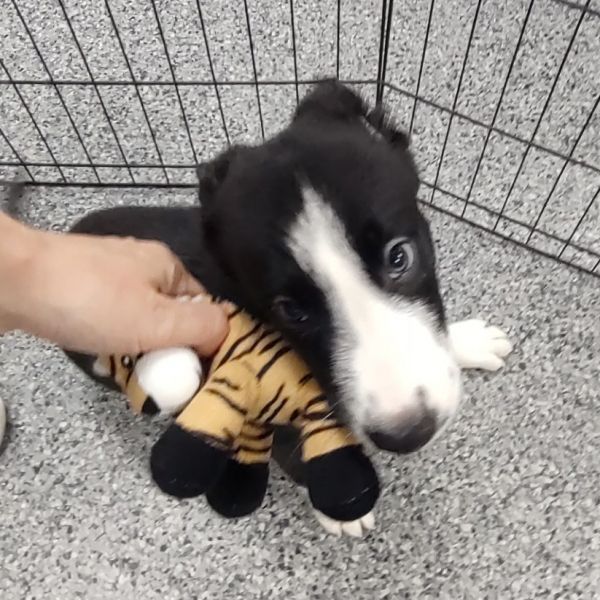 Oreo