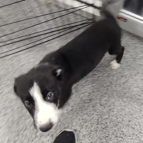Oreo thumbnail 2