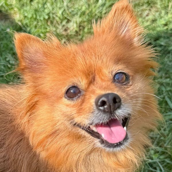 Gidget