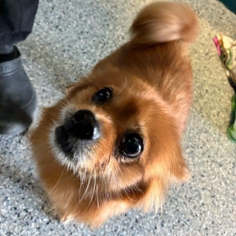 Gidget thumbnail 2
