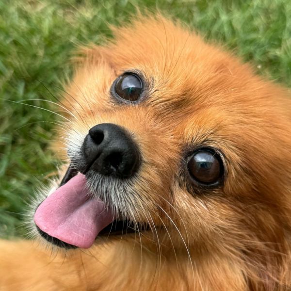 Gidget thumbnail 3