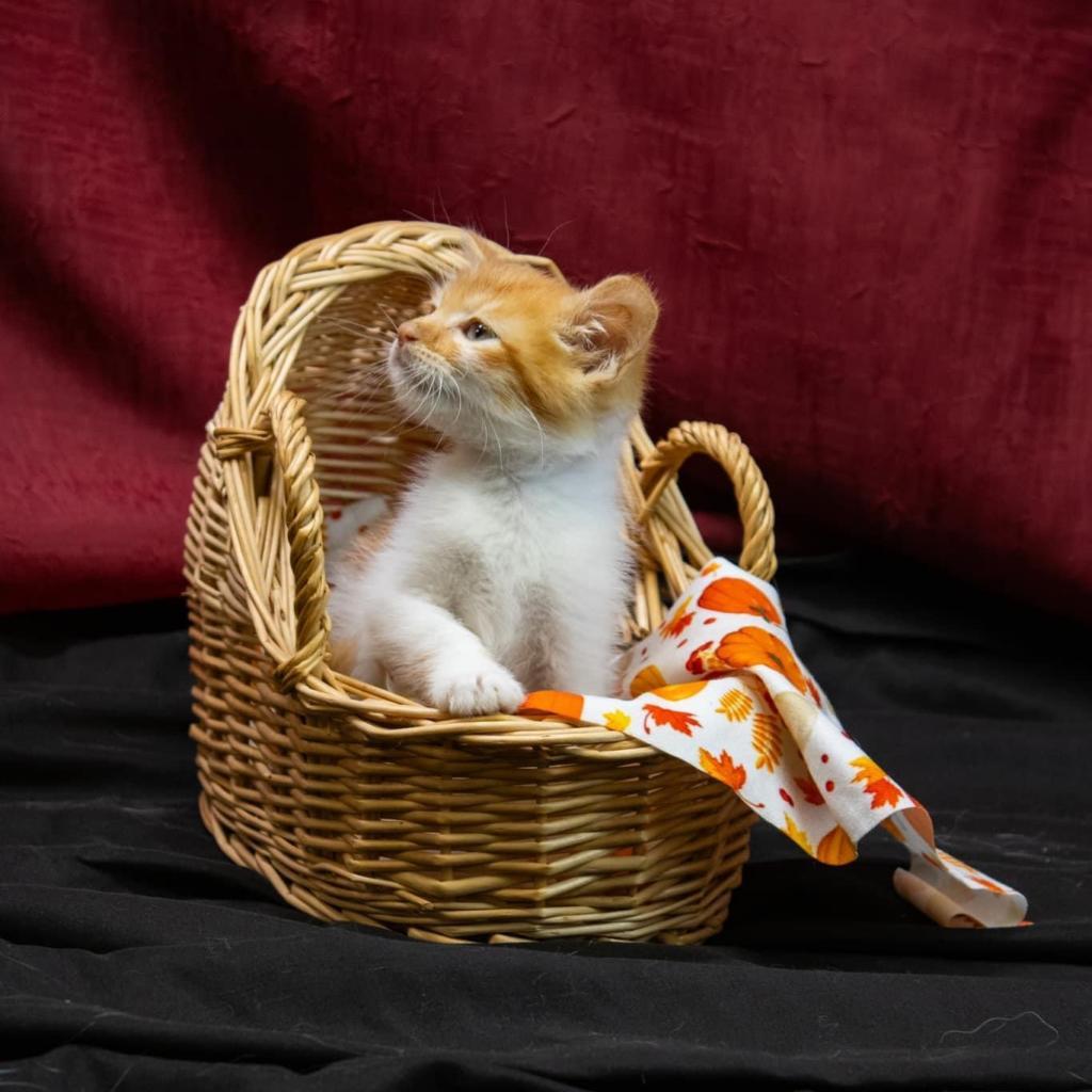 Pipsqueak-C