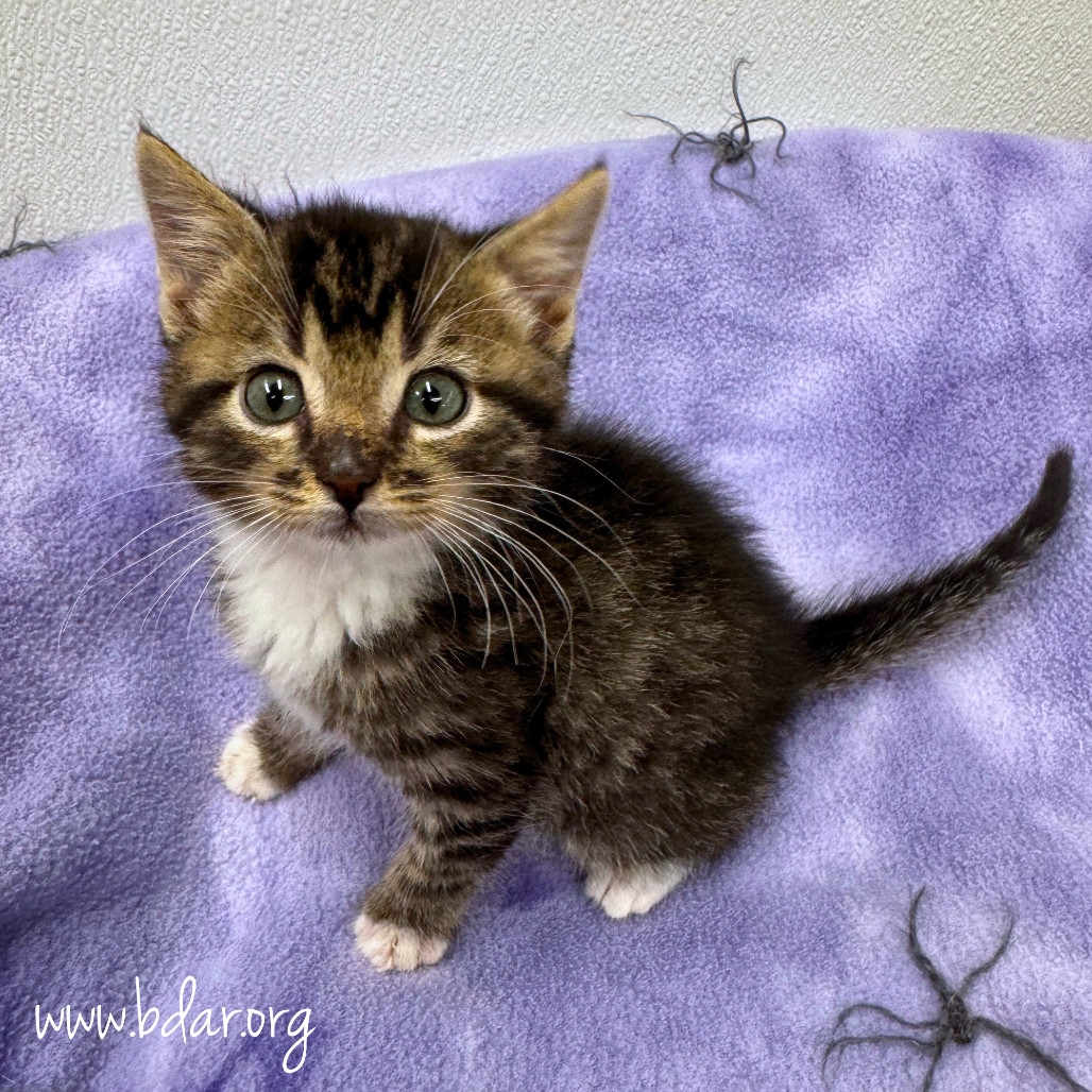 Odin, an adoptable Domestic Short Hair in Cheyenne, WY, 82009 | Photo Image 1