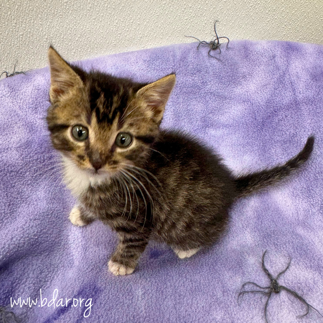 Odin, an adoptable Domestic Short Hair in Cheyenne, WY, 82009 | Photo Image 2