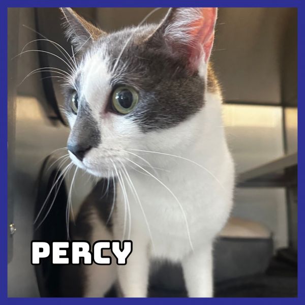 Percy