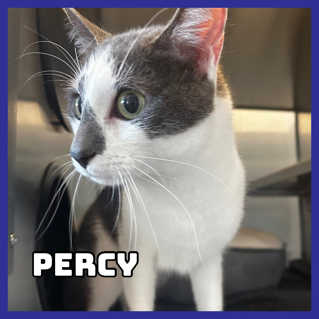 Percy, an adoptable Domestic Short Hair in Glenwood, MN, 56334 | Photo Image 1