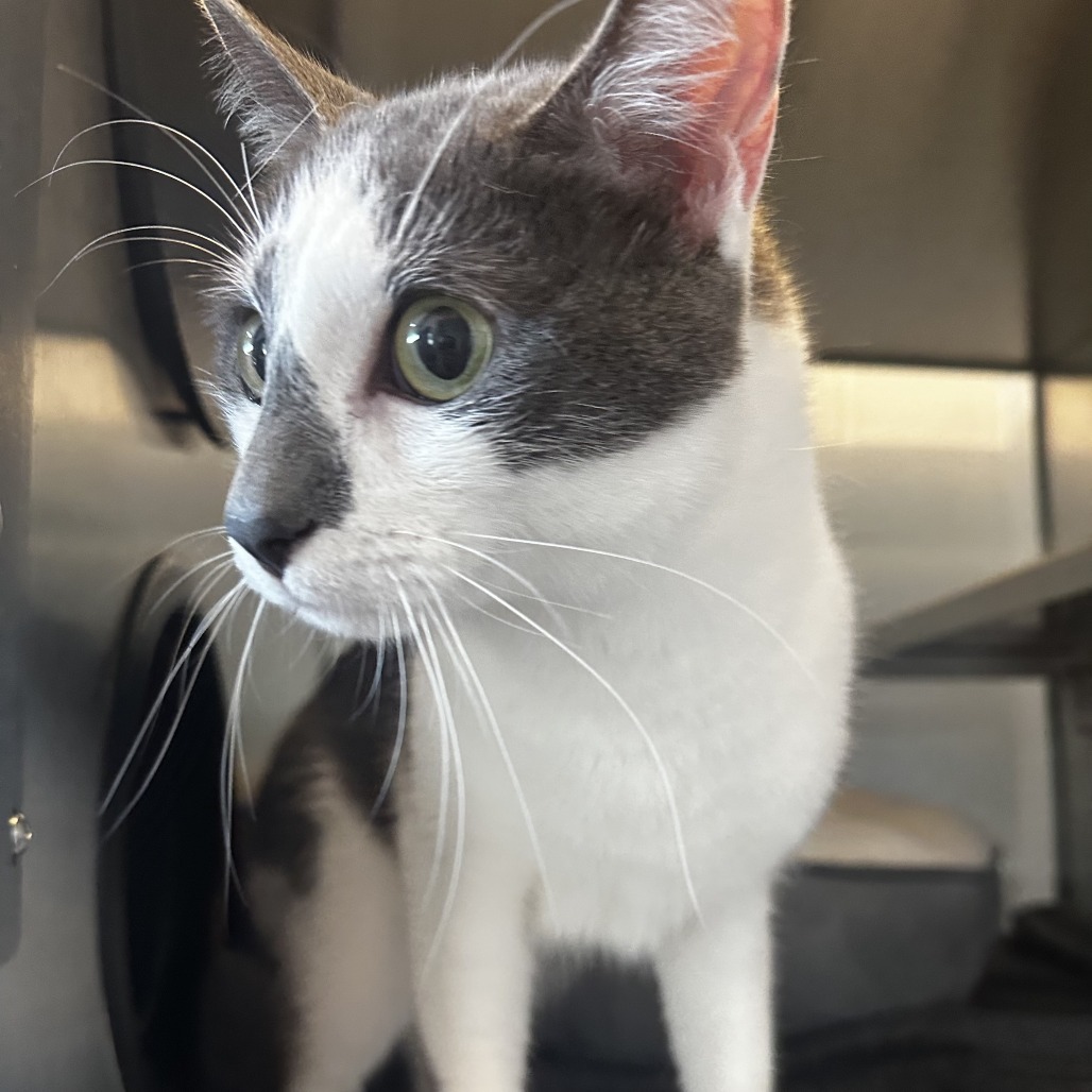 Percy, an adoptable Domestic Short Hair in Glenwood, MN, 56334 | Photo Image 2