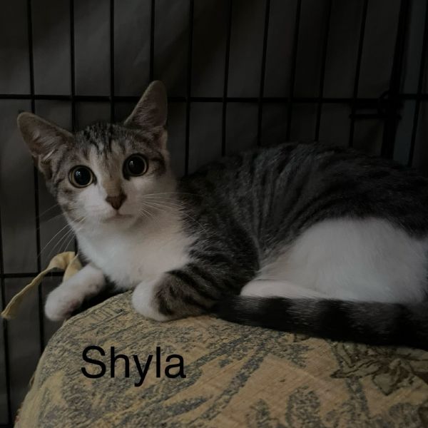 Shyla