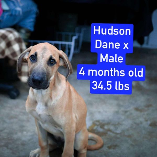 Hudson thumbnail 4