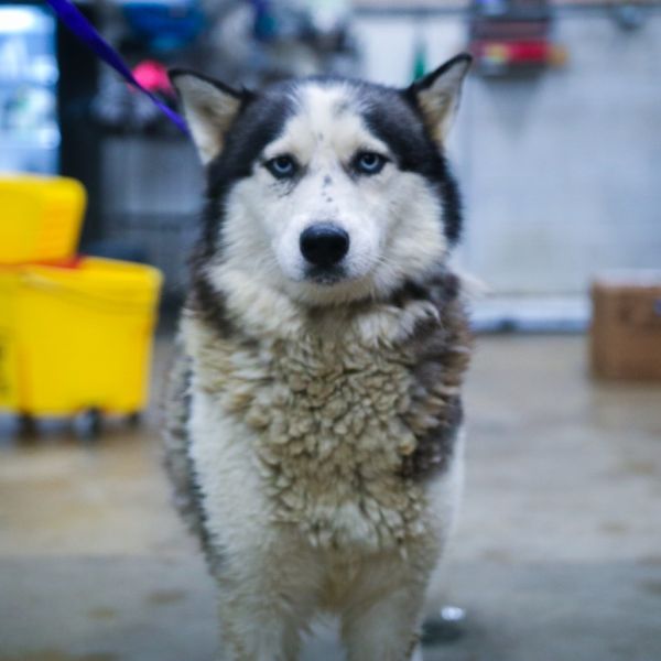 Lulu
