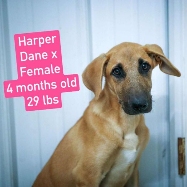 Harper thumbnail 4