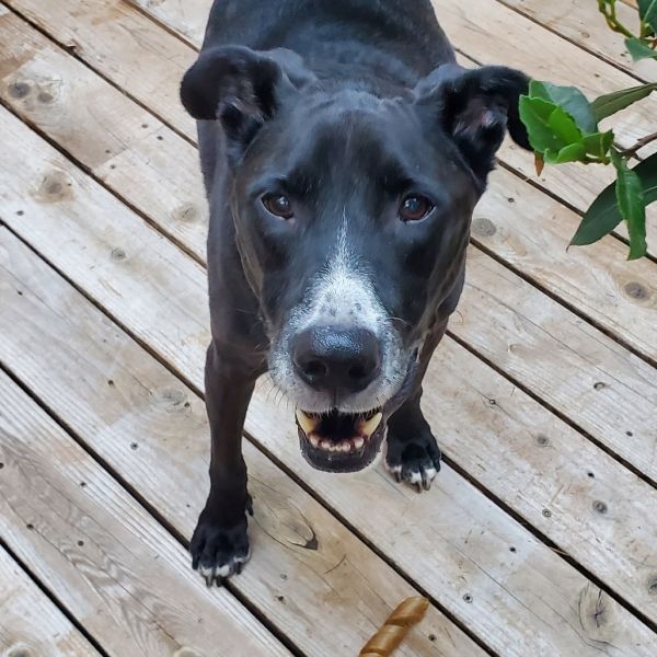 Oliver photo 1